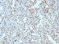 Anti-CD99 / MIC2 Antibody