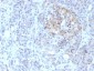 Anti-MRP1 / ABCC1 Antibody