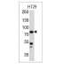 Anti-Moesin Antibody