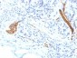 Anti-CD56 / NCAM1 / NKH1 (Neuronal Cell Marker) Antibody