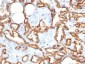 Anti-CD31 / PECAM-1 Antibody