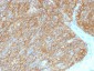 Anti-DOG-1 / TMEM16A Antibody