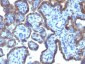 Anti-MAML3 Antibody