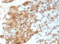 Anti-CD45RB (B-Cell Marker) Antibody