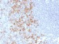 Anti-CD162 (Selectin P Ligand) Antibody