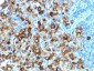 Anti-gp100 / Melanosome / PMEL17 / SILV Antibody