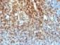 Anti-CD43 (T-Cell Marker) Antibody