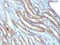 Anti-Spectrin beta III (SPTBN2) Antibody