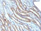 Anti-Spectrin beta III (SPTBN2) Antibody