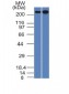 Anti-Spectrin beta III (SPTBN2) Antibody