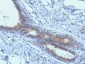 Anti-BRCA1 Antibody