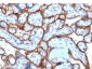 Anti-CD71 / Transferrin Receptor (TFRC) (Extracellular Domain) Antibody