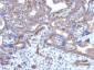Anti-Thrombomodulin / CD141 Antibody