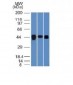 Anti-TIA1 (T-Cell-Restricted Intracellular Antigen-1) Antibody