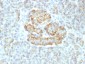 Anti-TNF-alpha (Tumor Necrosis Factor alpha) Antibody