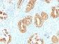 Anti-Villin Antibody