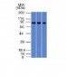 Anti-Villin Antibody