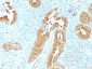 Anti-Villin Antibody