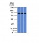 Anti-Villin Antibody