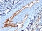 Anti-von Willebrand Factor / Factor VIII Related-Ag Antibody