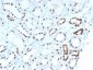 Anti-PAX8 (Renal Cell Marker) Antibody