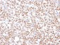 Anti-PAX8 (Renal Cell Marker) Antibody
