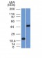 Anti-PAX8 (Renal Cell Marker) Antibody