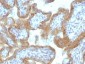 Anti-MAML2 Antibody