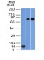 Anti-p63 Antibody