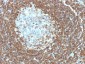 Anti-CD3e (T-Cell Marker) Antibody