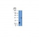 Anti-Aurora B Antibody