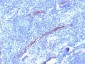 Anti-CD34 Antibody