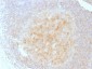 Anti-CD40 / TNFRSF5 Antibody