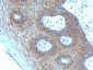 Anti-CD44v4 Antibody