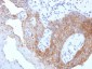 Anti-CD44v9 Antibody