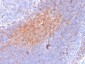 Anti-CD81 / TAPA-1 Antibody