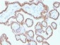 Anti-E-Cadherin / CD324 Antibody