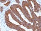 Anti-Cytokeratin 8/18 Antibody