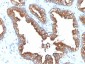 Anti-Cytokeratin 8/18 Antibody