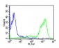 CD44 Antibody