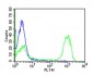 CD3 Antibody