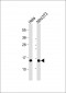 RBX1 Antibody