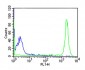 human CD45 Antibody