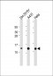 TXN Antibody