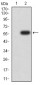 Mouse Monoclonal Antibody to DNMT3L