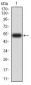 Mouse Monoclonal Antibody to DNMT3L