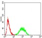 Mouse Monoclonal Antibody to YWHAB