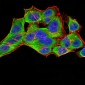 Mouse Monoclonal Antibody to YWHAB