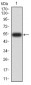 Mouse Monoclonal Antibody to YWHAB