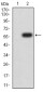 Mouse Monoclonal Antibody to YWHAB